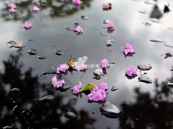 Tiny Treasures